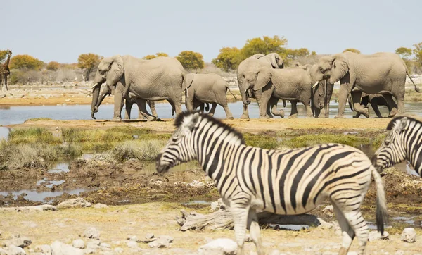 Elefantes Parque Nacional Etosha Namibia Sudáfrica —  Fotos de Stock