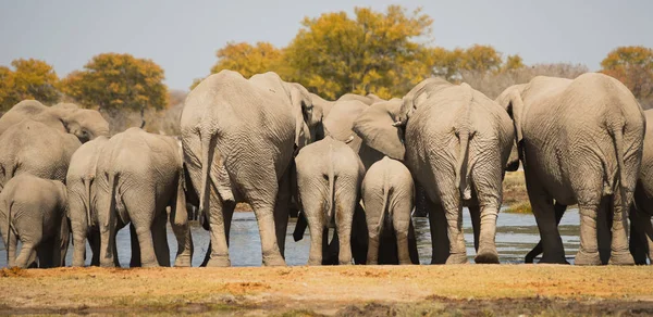 Słonie Parku Narodowym Etosha Namibia Republika Południowej Afryki — Zdjęcie stockowe