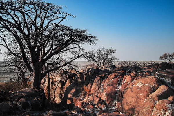 Baobab Dans Savane Parc National Etosha — Photo