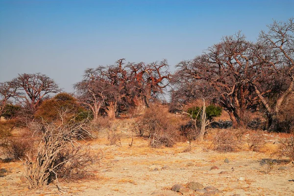 Baobab Dans Savane Parc National Etosha — Photo