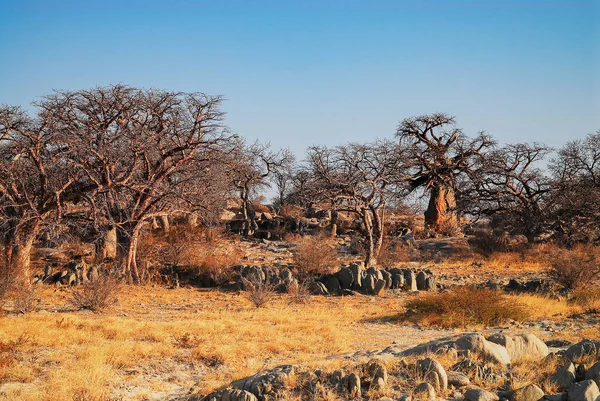 Baobab Árbol Sabana Del Parque Nacional Etosha —  Fotos de Stock