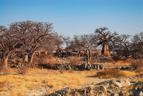 Baobab Dans Savane Parc National Etosha — Photo