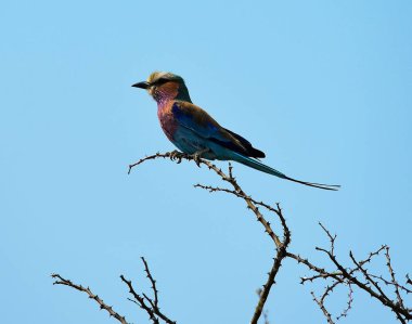 Leylak göğüslü silindir Savannah etkin Milli Parkı