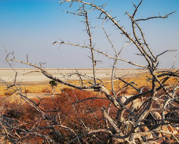 Baobab Dans Savane Parc National Etosha — Photo