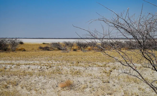 Desierto Piedra Namibia África Parque Nacional Etosha —  Fotos de Stock