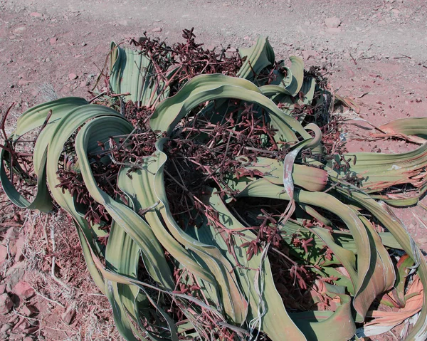 植物ウェルウィッチア ナミビア アフリカ エトーシャ国立公園内 — ストック写真