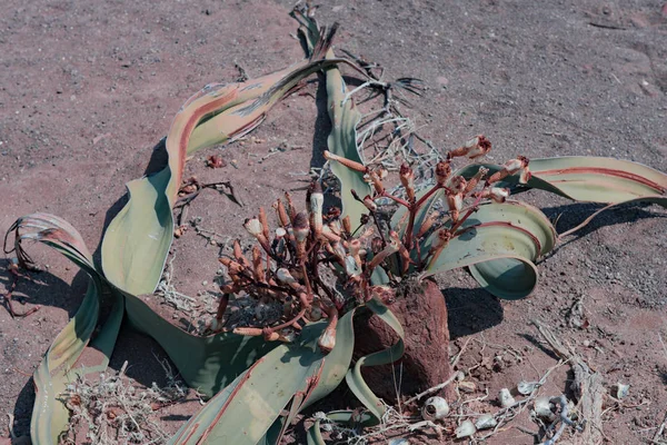 Planta Welwitschia Namibia Africa Etosha National Park —  Fotos de Stock