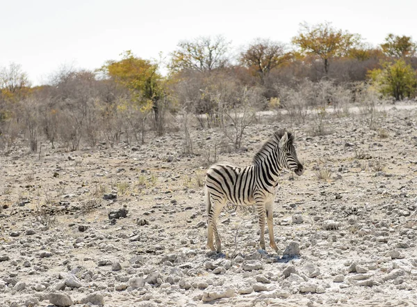 Zebras Savana Parque Nacional Etosha — Fotografia de Stock