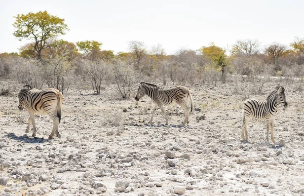 Зебры Саванне Национального Парка Этоша — стоковое фото