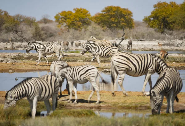 Zebras Der Savanne Des Etoscha Nationalparks — Stockfoto