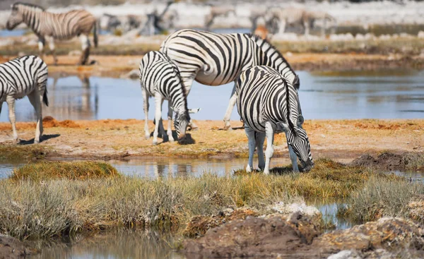 Zèbres Dans Savane Parc National Etosha — Photo