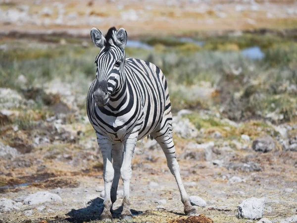 Cebras Sabana Del Parque Nacional Etosha —  Fotos de Stock