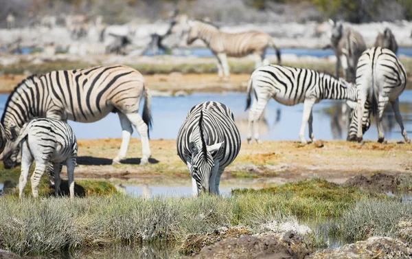 Zebre Nella Savana Del Parco Nazionale Etosha — Foto Stock