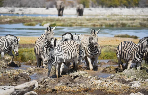 Ζέβρες Στη Σαβάνα Του Εθνικού Πάρκου Etosha — Φωτογραφία Αρχείου