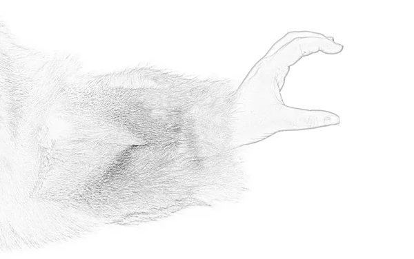 Σκίτσο Φωτογραφία Ψηφιακή Γραμμή Σχεδίασης Γυναίκα Χέρι Δείχνει Μια Χειρονομία — Φωτογραφία Αρχείου
