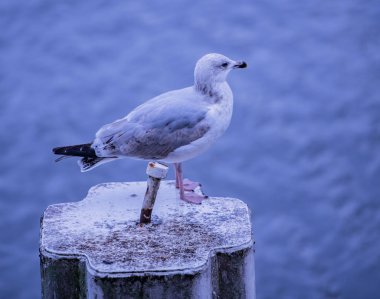 Martı yiyecek arama 