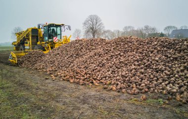 Şeker pancarı hasat Sugarbeet hasat bir tarım makine ile