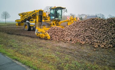 Şeker pancarı hasat Sugarbeet hasat bir tarım makine ile