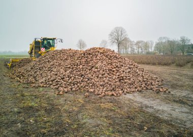 Şeker pancarı hasat Sugarbeet hasat bir tarım makine ile