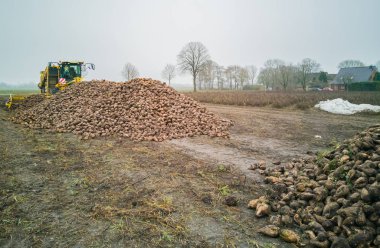 Şeker pancarı hasat Sugarbeet hasat bir tarım makine ile