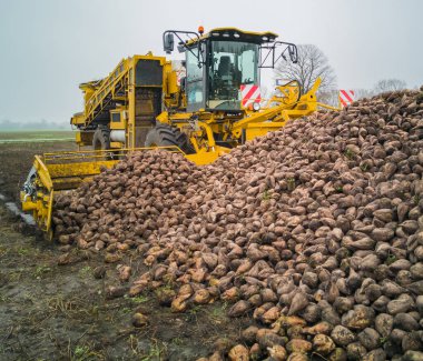Şeker pancarı hasat Sugarbeet hasat bir tarım makine ile