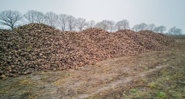 Şeker pancarı hasat Sugarbeet hasat bir tarım makine ile