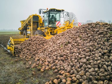 Şeker pancarı hasat Sugarbeet hasat bir tarım makine ile