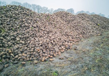 Şeker pancarı hasat Sugarbeet hasat bir tarım makine ile