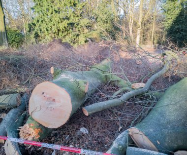Hamburg ağaçlar fırtınada cordon kasetle Feuerwehr Sperrzone Almanca bir metnin itfaiye sınırlı alan için bozdu.