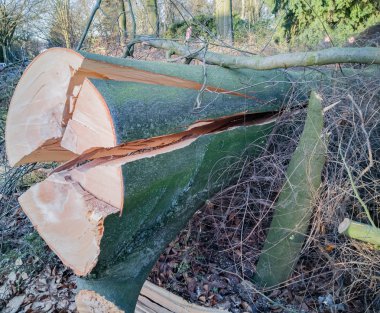 Hamburg ağaçlar fırtınada cordon kasetle Feuerwehr Sperrzone Almanca bir metnin itfaiye sınırlı alan için bozdu.