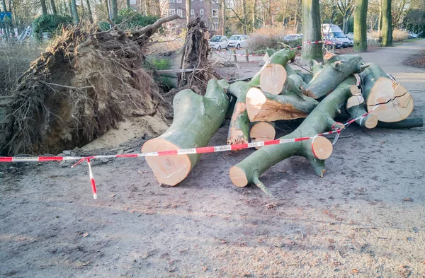 Hamburg ağaçlar fırtınada cordon kasetle Feuerwehr Sperrzone Almanca bir metnin itfaiye sınırlı alan için bozdu.