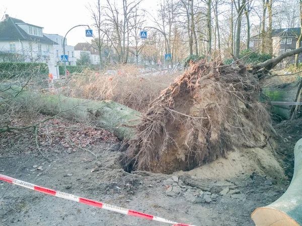 Hamburg ağaçlar fırtınada cordon kasetle Feuerwehr Sperrzone Almanca bir metnin itfaiye sınırlı alan için bozdu.