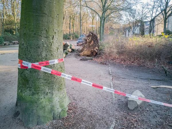 Tempesta Amburgo Alberi Rovesciati Con Nastro Cordone Feuerwehr Sperrzone Testo — Foto Stock