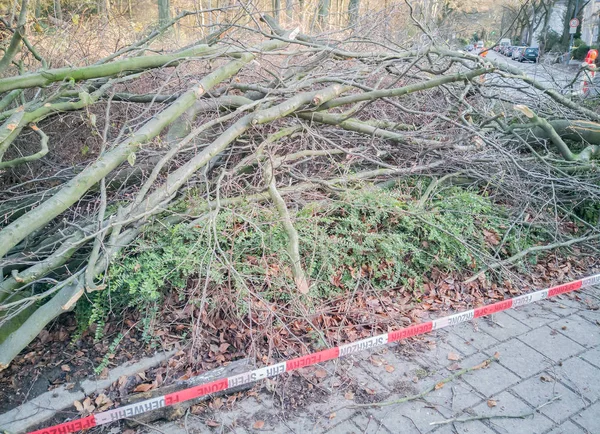 Hamburg ağaçlar fırtınada cordon kasetle Feuerwehr Sperrzone Almanca bir metnin itfaiye sınırlı alan için bozdu.