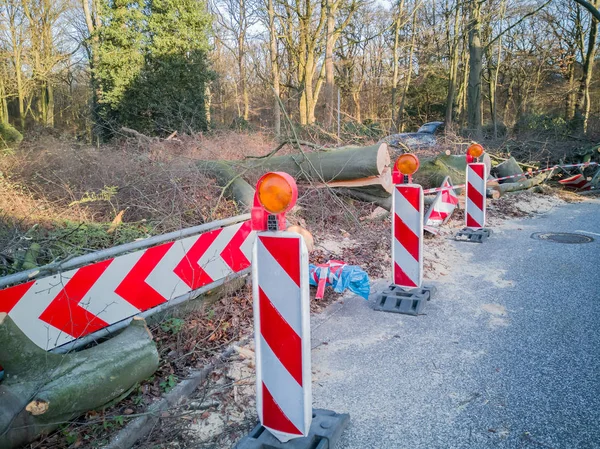 Hamburg ağaçlar fırtınada cordon kasetle Feuerwehr Sperrzone Almanca bir metnin itfaiye sınırlı alan için bozdu.