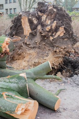 Hamburg ağaçlar fırtınada cordon kasetle Feuerwehr Sperrzone Almanca bir metnin itfaiye sınırlı alan için bozdu.