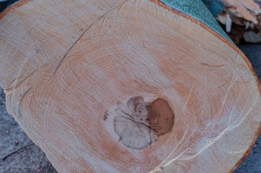 Hamburg ağaçlar fırtınada cordon kasetle Feuerwehr Sperrzone Almanca bir metnin itfaiye sınırlı alan için bozdu.