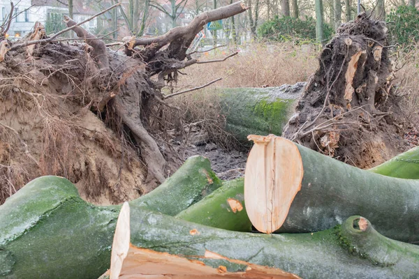 Storm in Hamburg trees overturned with cordon tape Feuerwehr Sperrzone German text for fire department restricted area