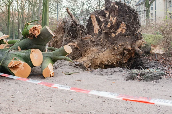 Tempesta Amburgo Alberi Rovesciati Con Nastro Cordone Feuerwehr Sperrzone Testo — Foto Stock