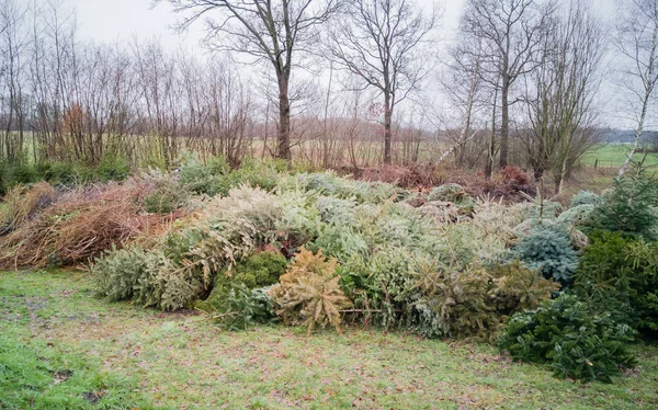 Pembuangan Pohon Natal Setelah Natal — Stok Foto
