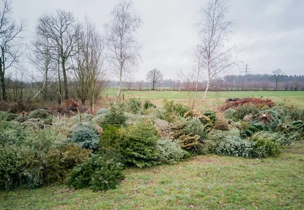 Eliminación Árboles Navidad Después Navidad — Foto de Stock