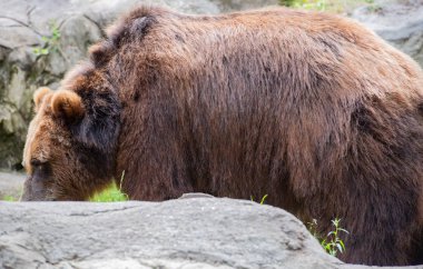 Avrupa boz ayı açık havada ve yakın çekim