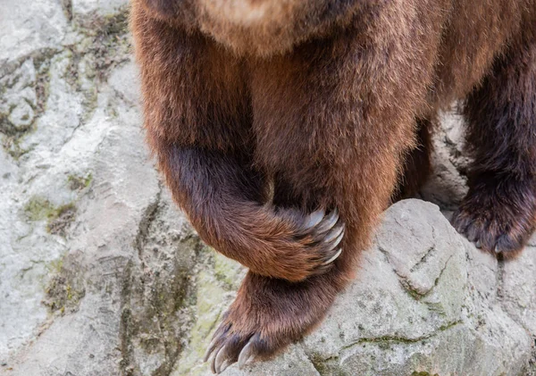 Oso Pardo Europeo Aire Libre Primer Plano — Foto de Stock