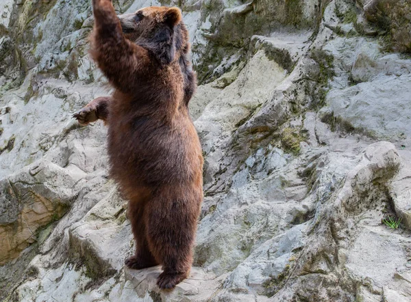 Europese Bruine Beer Openlucht Close — Stockfoto