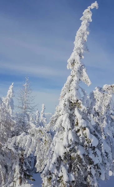 Snow Covered Trees Ski Area Kaprun — Stock Photo, Image