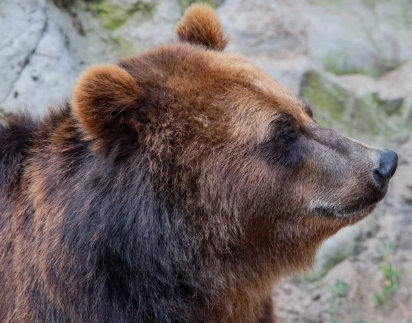 Urso Castanho Europeu Livre Close Imagem De Stock