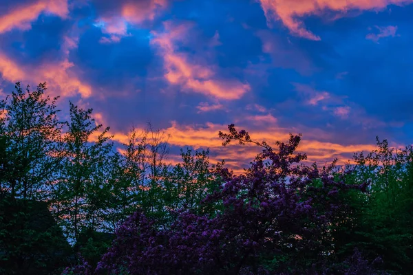 手前のシルエットと青の時間の夕日 — ストック写真