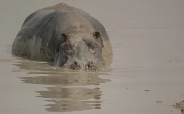 Hipona Savannah Zimbábue África Sul — Fotografia de Stock