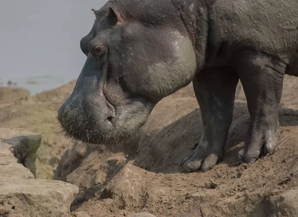 Hipopotam Savannah Zimbabwe Afryka Południowa — Zdjęcie stockowe