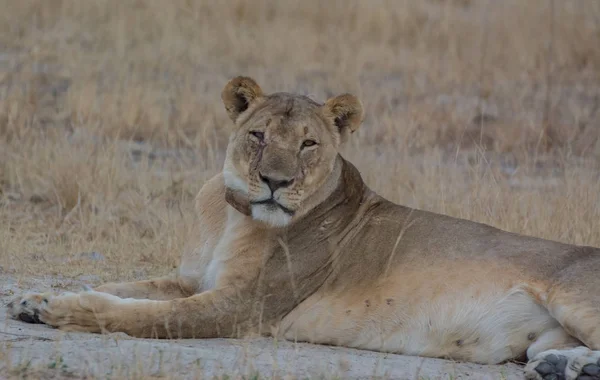 Löwin Der Savanne Von Simbabwe Südafrika — Stockfoto